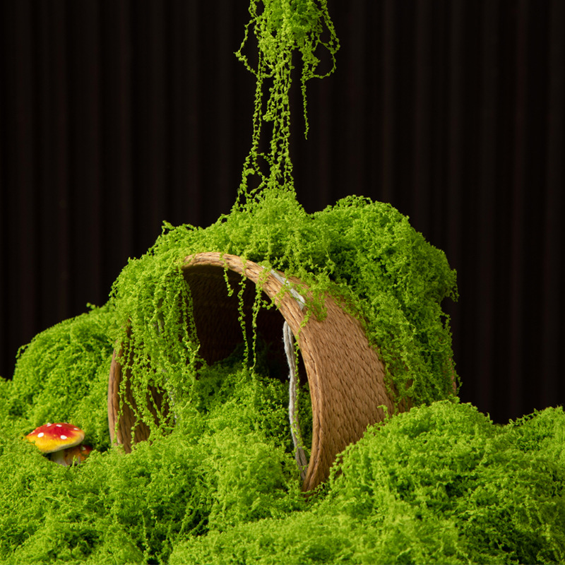 Bonsai Garden Ideas - 200G Rumput Lumut Kehidupan Abadi DIY