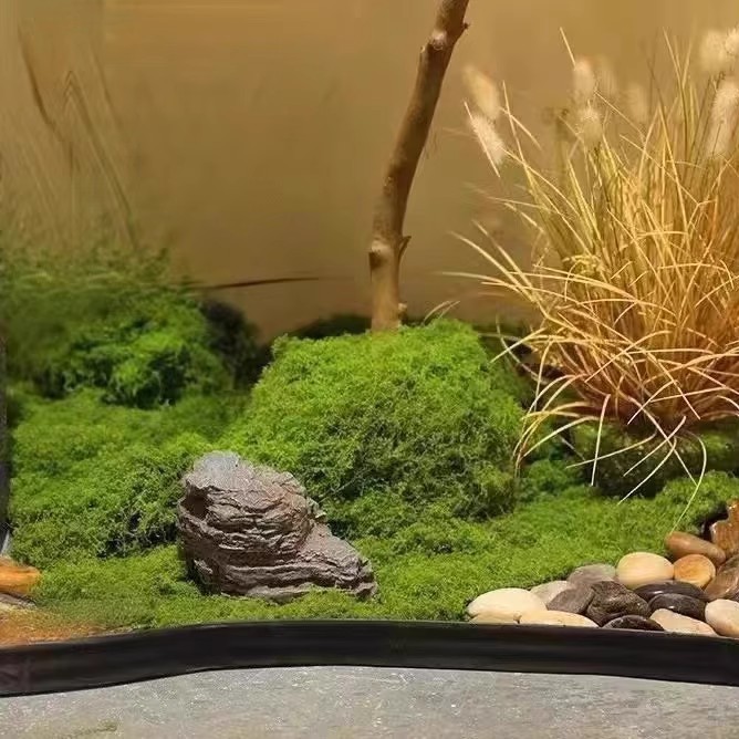 200G Rumput Lumut Kehidupan Ab - Bonsai Garden Ideas ulasan dan harga