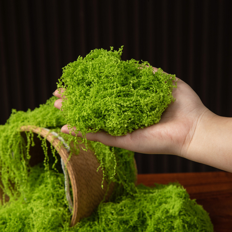 200G Rumput Lumut Kehidupan Ab - Bonsai Garden Ideas ulasan dan harga