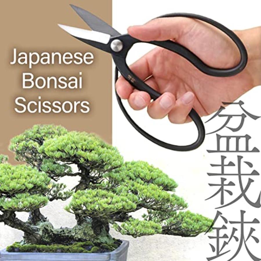 Gunting Bonsai Suiryu Jepang - - Bonsai Garden In Japan ulasan dan harga