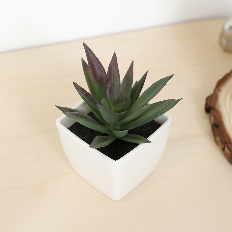 Tanaman pot kecil cangkir peri - Bonsai Garden Ideas ulasan dan harga